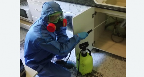 Уничтожение муравьев в квартире. Саяногорск