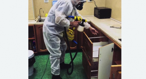 Уничтожение насекомых в квартире. Саяногорск