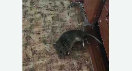 Дезинфекция от мышей в Саяногорске