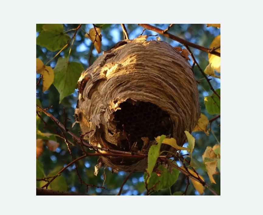 Обработка от шершней в Саяногорске