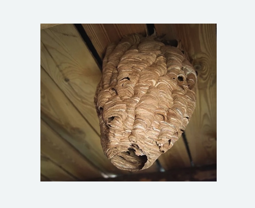 обработка от шершней в Саяногорске