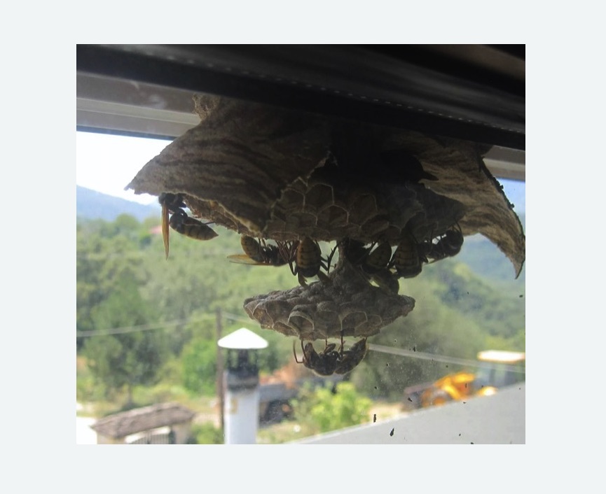 Уничтожение гнёзд шершней в Саяногорске