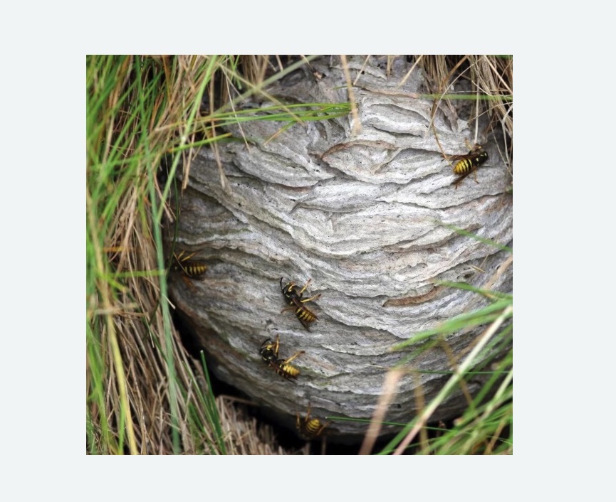 Уничтожение ос и ульев в Саяногорске